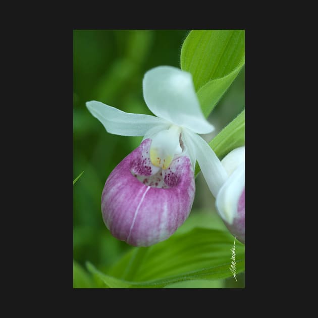 Showy Lady's Slipper by srwdesign