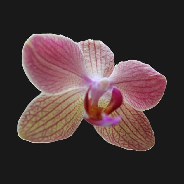 Rose Orchid by k-creatif