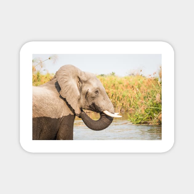 African Bush Elephant Feeding In River Magnet by GrahamPrentice