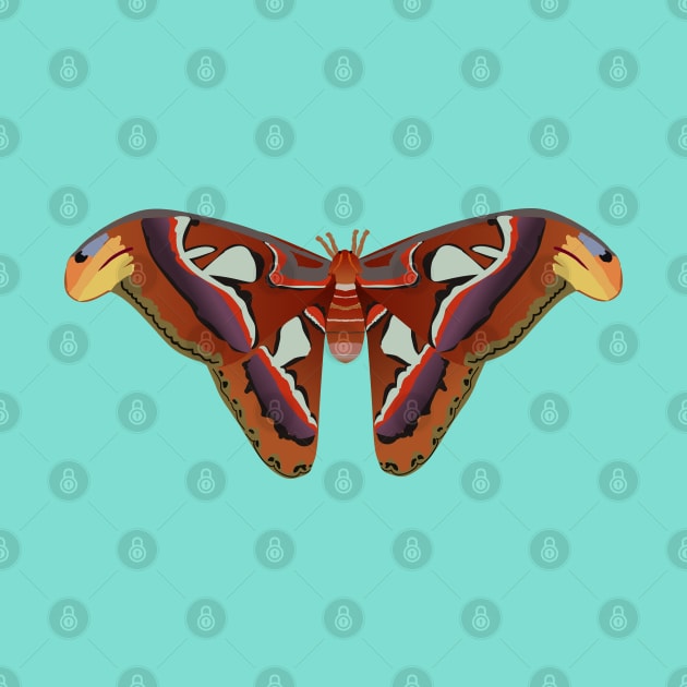 A vector illustration of an atlas moth by Bwiselizzy