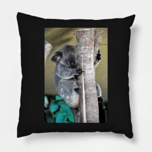 Australie - Cairns, Kuranda Pillow