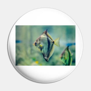 African moony swimming in glass fish tank Pin