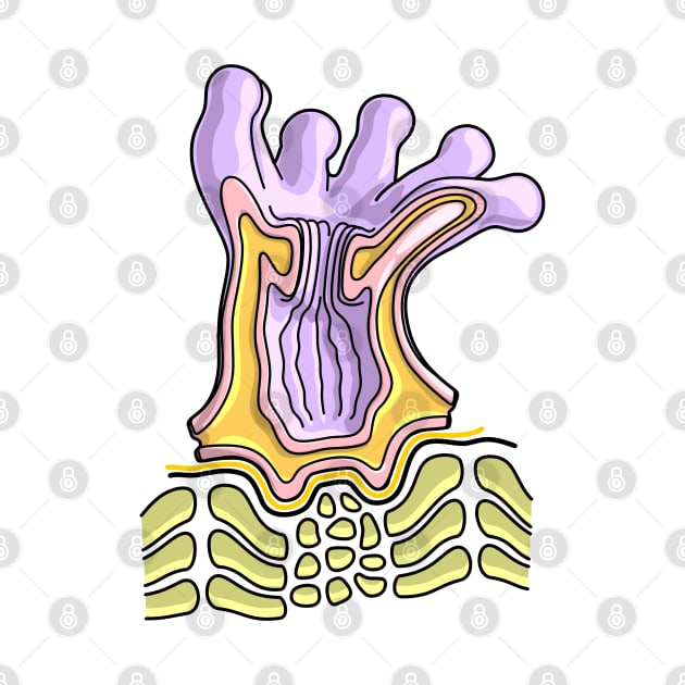 Coral Polyp Anatomy Diagram - Marine Biology Illustration by taylorcustom