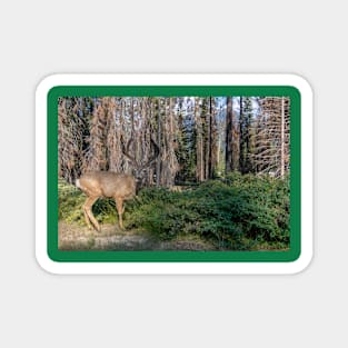 Silly Deer Photograph Magnet