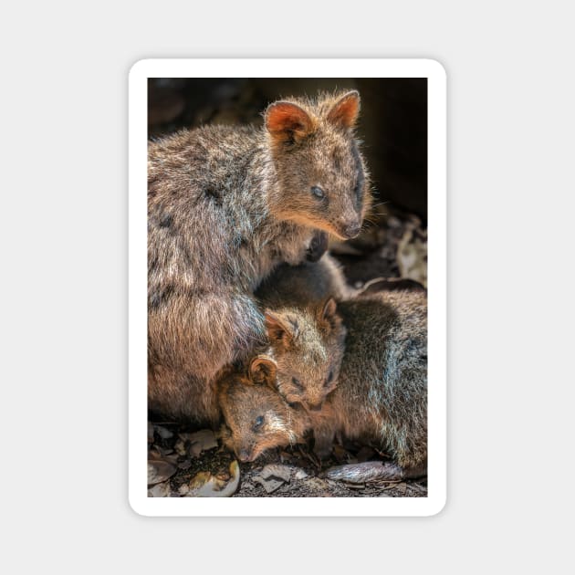 Quokka Family Magnet by paulmp