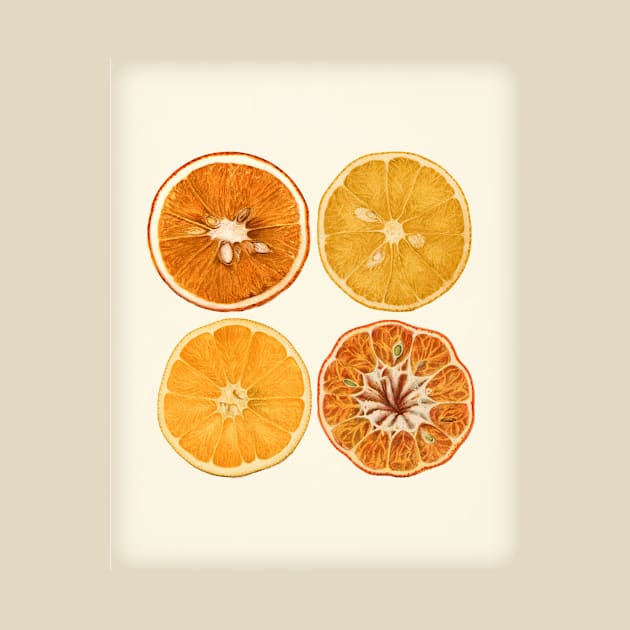 Retro Style Orange & Lemon Slice Art by DownThePath