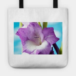 Gladiolus  'Nori' Tote