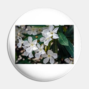 White Nerium oleander flowers Pin