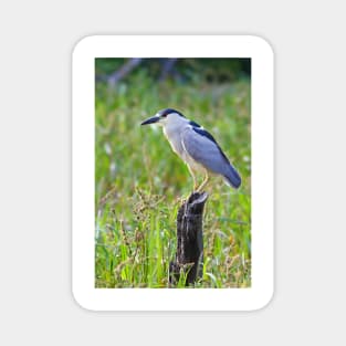 Black-crowned Night Heron Magnet