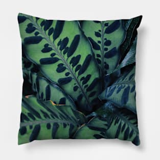 Calathea Pillow