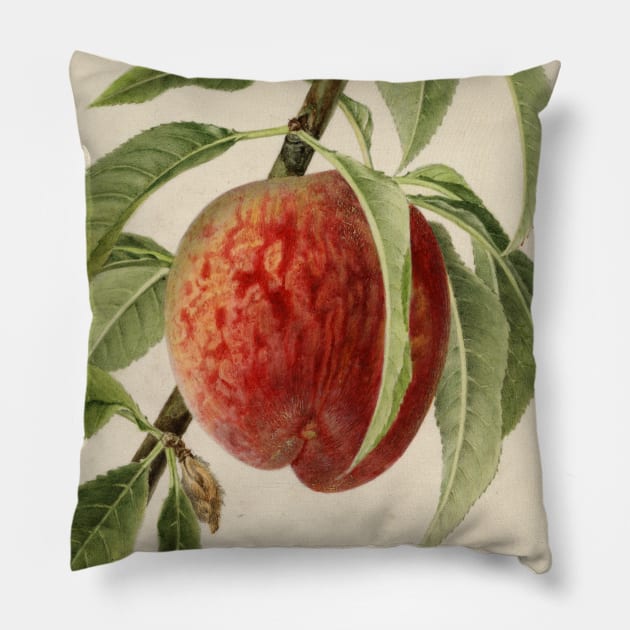 Vintage Illustration of a Peach Branch Pillow by Bravuramedia