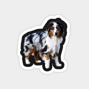 Australian Shepherd Merle Puppy Dog Magnet