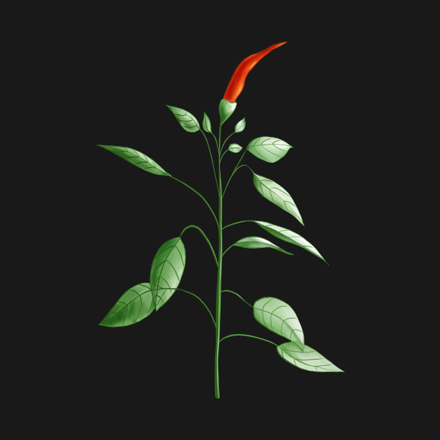 Hot Chili Pepper Plant Botanical Drawing Chili TShirt TeePublic
