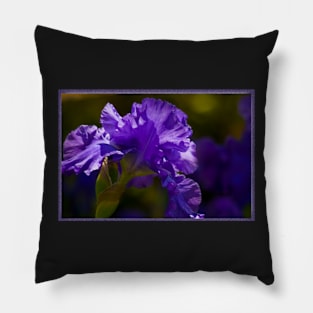 Purple Gladioli Pillow