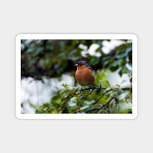 Chaffinch Magnet