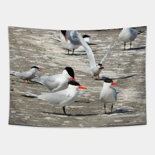 Caspian Tern Flock Resting On a Dock Tapestry