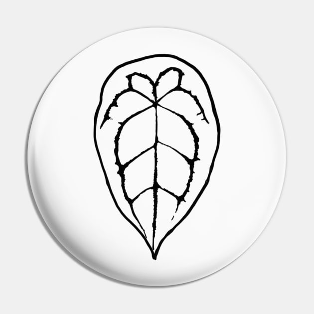 Anthurium forgetii Pin by thenordicjungle