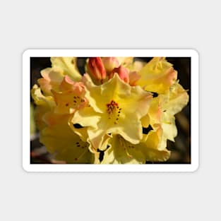 Yellow Rhododendron Magnet