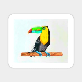 Toucan Magnet