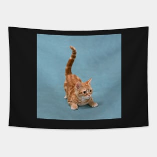 Tabby Kitten Pounce Tapestry