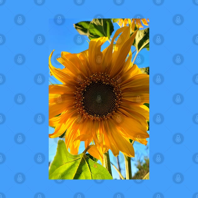 Sun Kissed Sunflower by Rebekah Slick