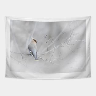 Bohemian Waxwing in winter Tapestry