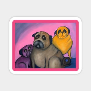 three pugs Magnet