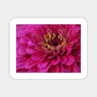 zinnia flower bloom in pink floral fantasy Magnet