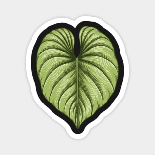 Philodendron plowmanii big leaf Magnet