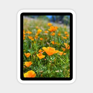 California Poppies Magnet