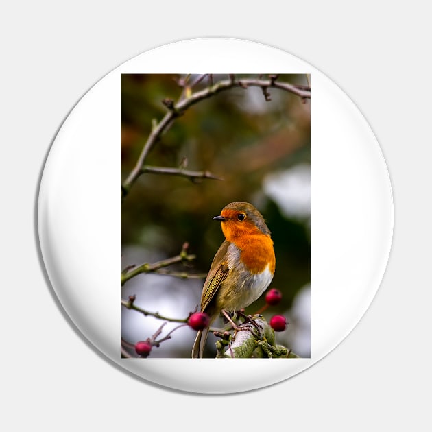 Robin red breast Pin by Violaman