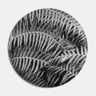 Wistful monochrome lush ferns Pin