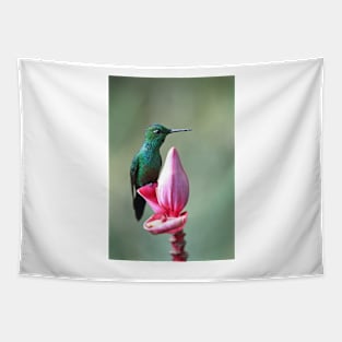 Green-Crowned Brilliant Hummingbird - Costa Rica Tapestry