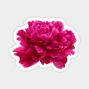 Hot Pink Peony Close-up Magnet