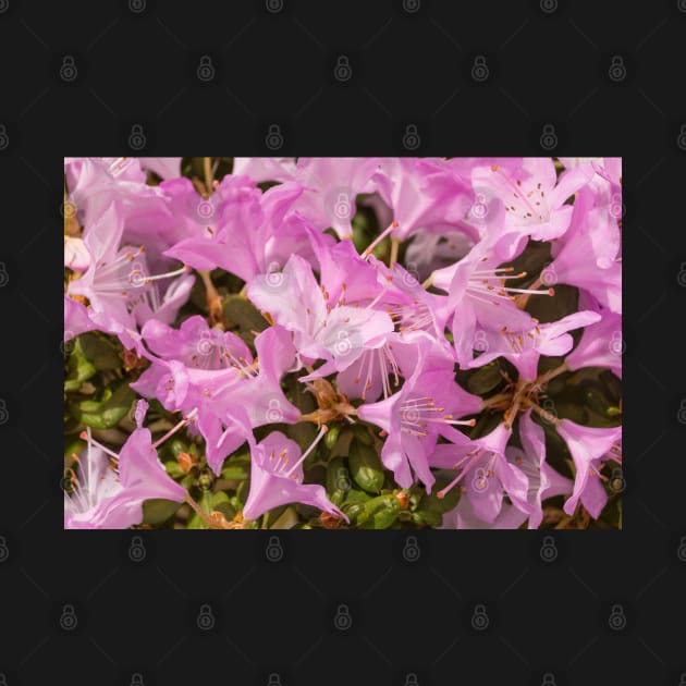 Pink Lilac Rhododendron Flowers by jojobob