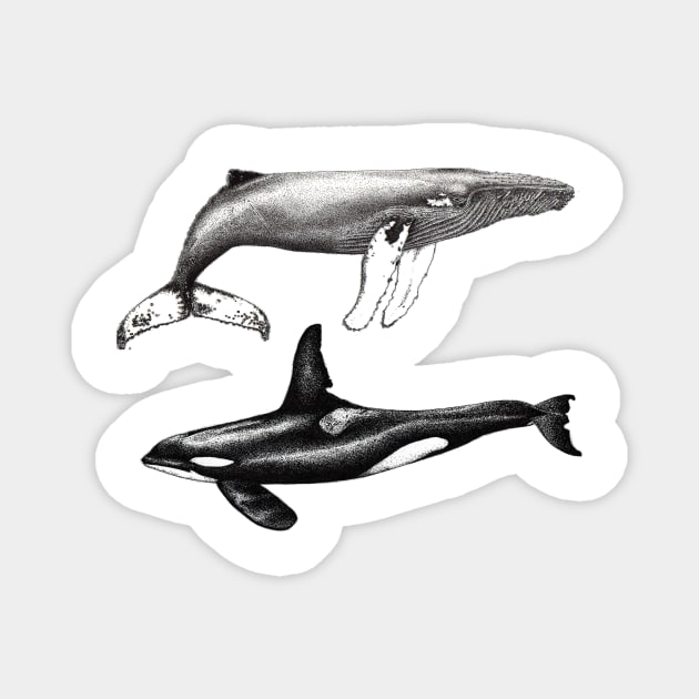 Orca and humpback whale Magnet by chloeyzoard