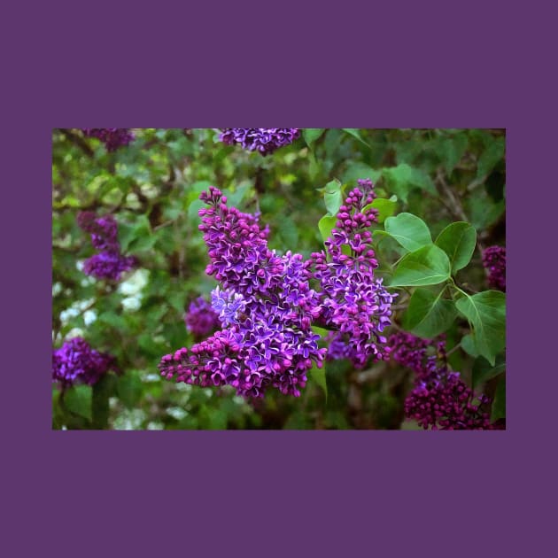 Vivid Purple Lilacs by SeaChangeDesign