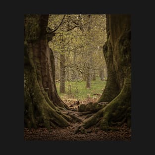 'The Witness Trees', Kinclaven Woods, Perthshire. T-Shirt