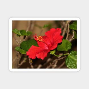 Red Hibiscus Flower Magnet