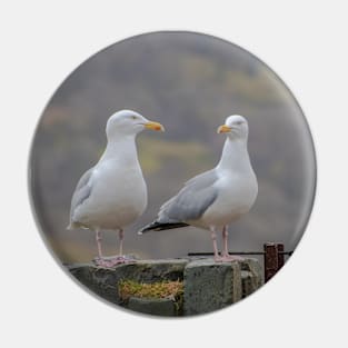 Two Seagulls sitting on a fence Pin