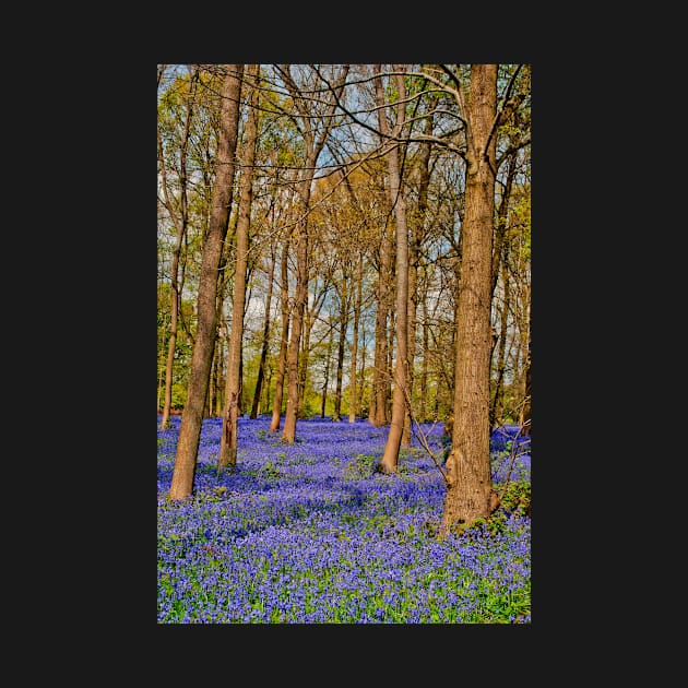 Bluebell Woods Greys Court Oxfordshire England by AndyEvansPhotos