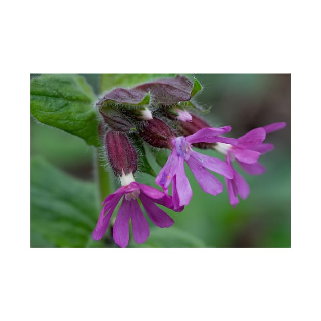 English Wild Flowers - Red Campion by Violaman