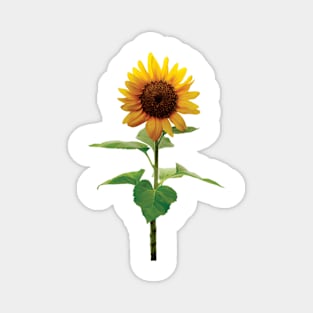 Single Stem Sunflower Yellow Floral Flower Magnet