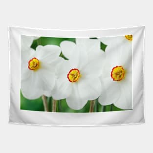 Narcissus  &#39;Actaea&#39;  AGM  Division 9 Poeticus  Daffodil Tapestry