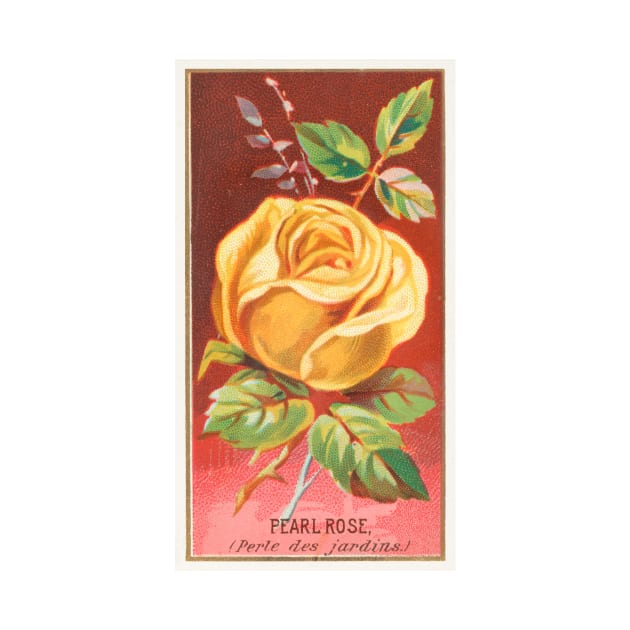 Pearl Rose (Perle des jardins) by WAITE-SMITH VINTAGE ART