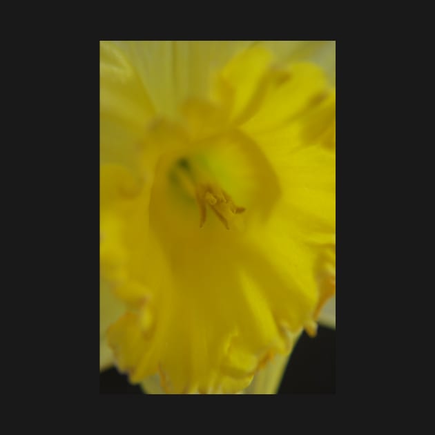 Daffodil closeup by Colin-Bentham