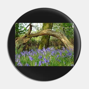 Bluebells under Deadwood Pin