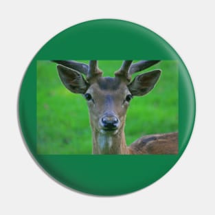 Fallow Deer, Cornwall, June 2019 Pin