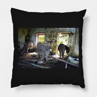 Donkeys of Blasket Island Pillow