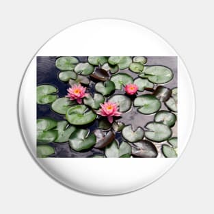 Pink Water Lilly Flower Trio floating on a Garden Pond Pin